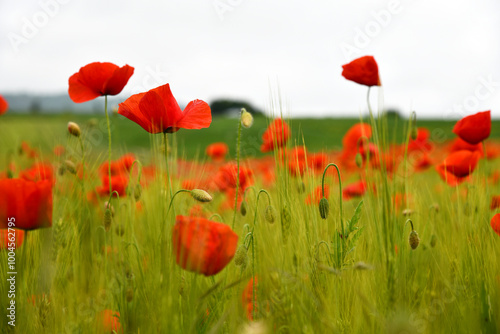 Mohnblumen im Getreidefeld