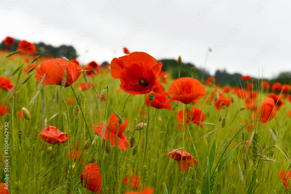 Fototapeta premium Mohnblumen im Getreidefeld