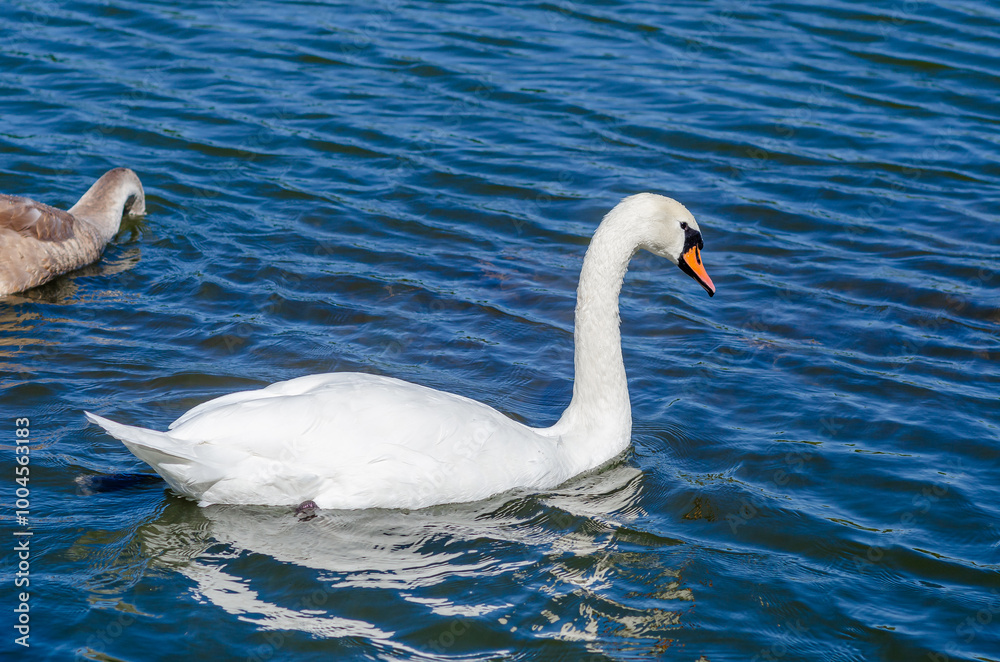 White and gray swan on dark water. One of them, gray swan, dives in search of food in shallow river. White and gray swan on dark water. One of them, gray swan, dives in search of food in shallow river.