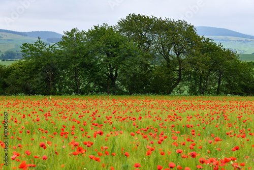 Mohnblumen im Getreidefeld