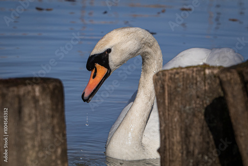 Fototapeta Naklejka Na Ścianę i Meble -  swan on the lake