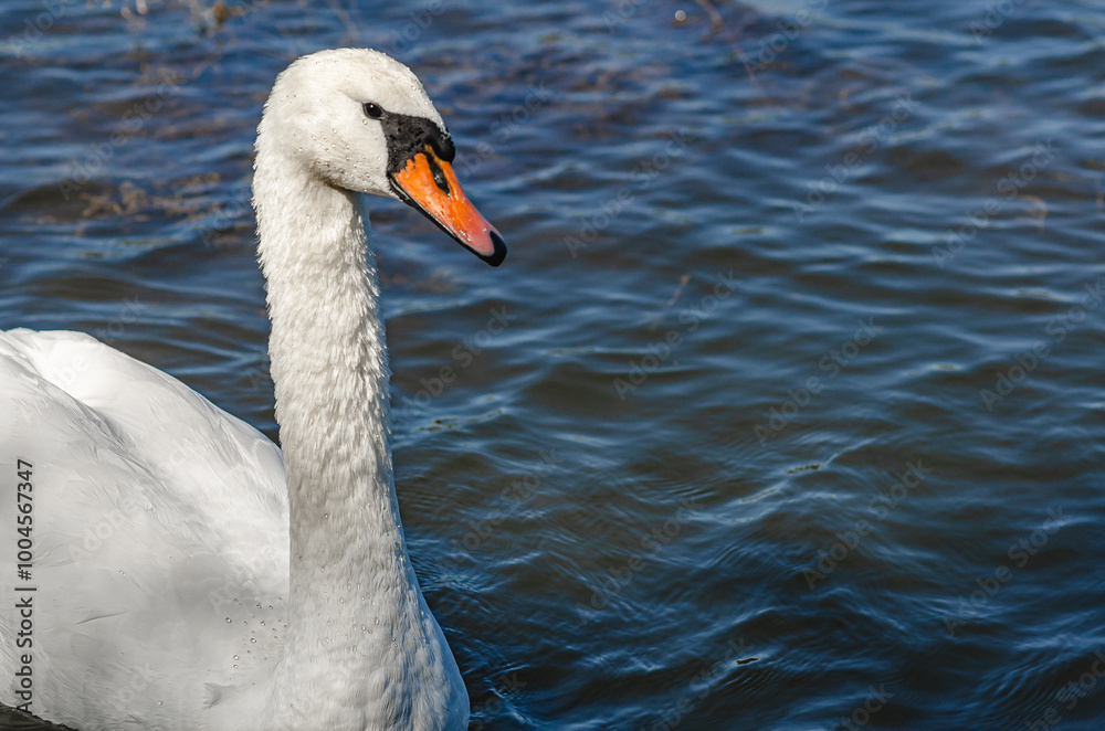 Side view of white swan on blue dark lake. Curved long neck, orange beak, black eye. Copy space Side view of white swan on blue dark lake. Curved long neck, orange beak, black eye. Copy space