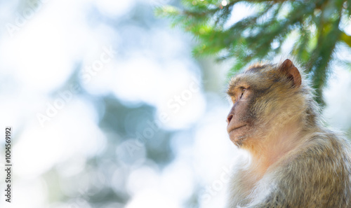 Fototapeta Naklejka Na Ścianę i Meble -  Barbary macaque ape sitting on a tree, rhesus monkey, wildlife, habitat jungle, young baby animal
