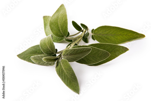 Salvia fresca, erba culinaria mediterranea isolata su fondo bianco  photo