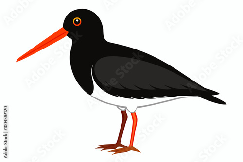 Black oystercatcher bird creative vector illustration