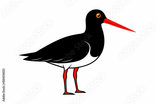 Black oystercatcher bird creative vector illustration