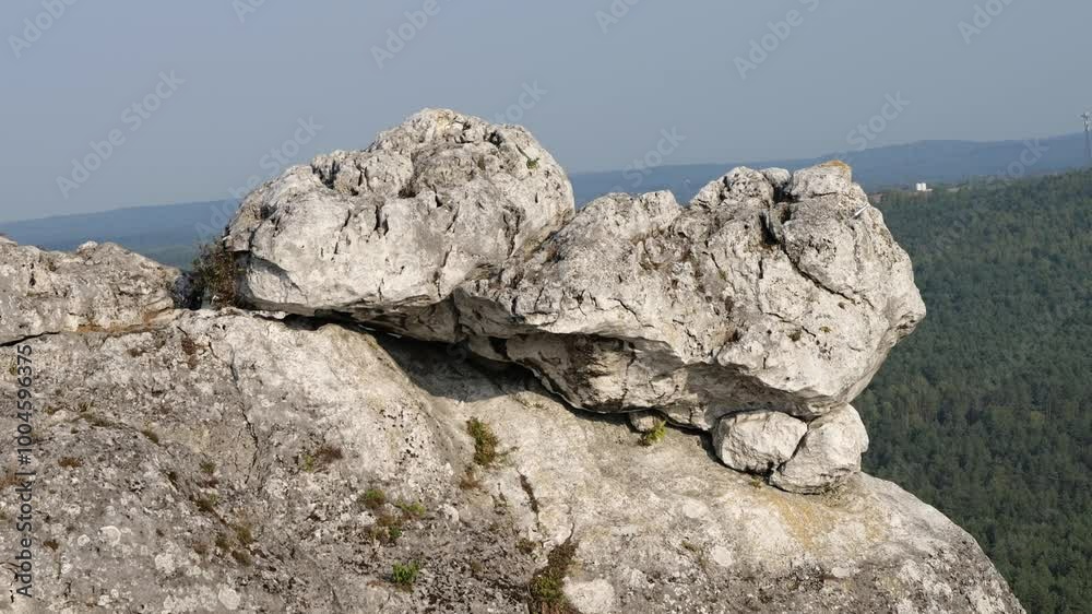 tree on rocks tree on rocks