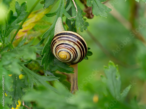 Macro, Asturias