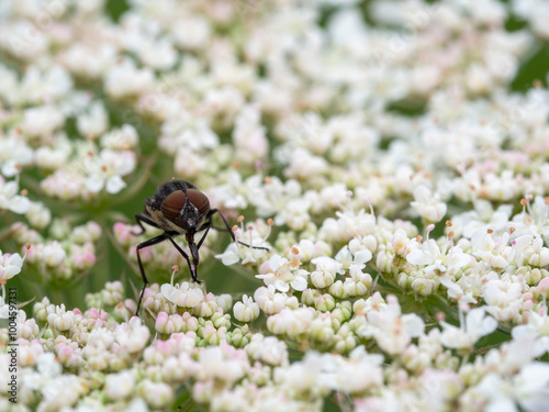 Macro, Asturias photo