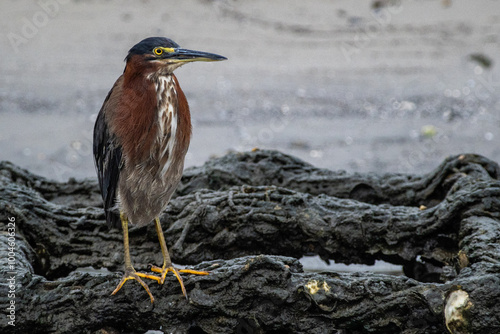 Green Heron on Artificial Oyster Reef photo