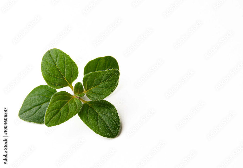 A fresh oregano plant isolated on a white background, showcasing its vibrant green leaves and distinctive texture. A fresh oregano plant isolated on a white background, showcasing its vibrant green leaves and distinctive texture.