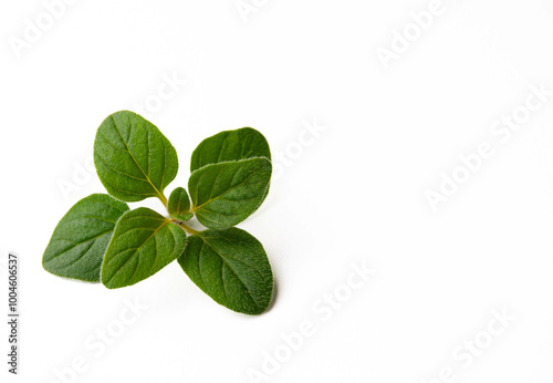 A fresh oregano plant isolated on a white background, showcasing its vibrant green leaves and distinctive texture. 