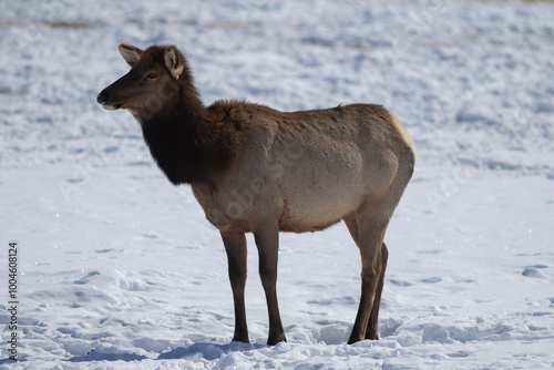 female elk in snow