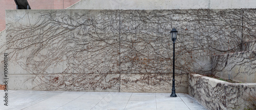 Ivy on wall in winter