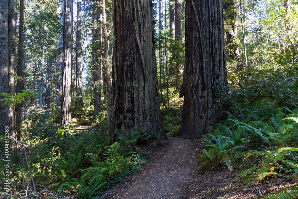 Redwood National and State Park, California Redwood National and State Park, California