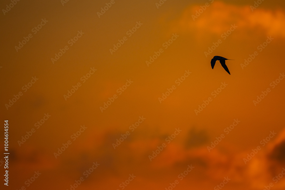 Fototapeta premium Bird Flying through Colorful Sky background 2
