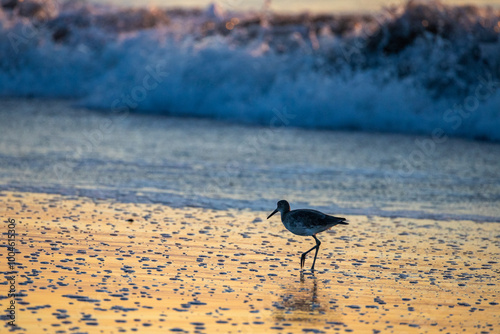 Willet on Beach with Wave Breaking Behind photo