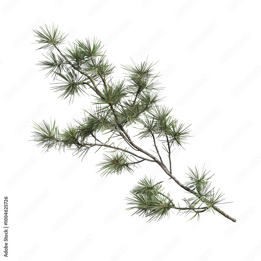 Pine Branch Isolated
