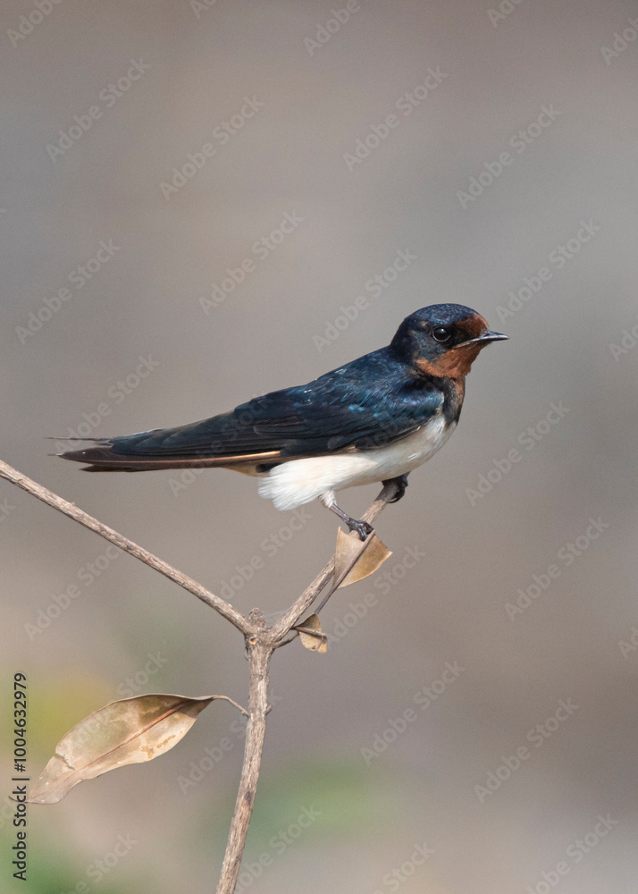 Obraz premium The barn swallow (Hirundo rustica) animal closeup 