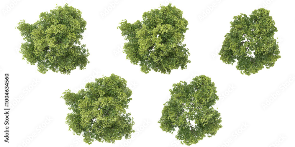 3d rendering of Elm Tree on transparent background from top view