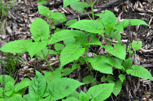 Salvia glutinosa grows in nature