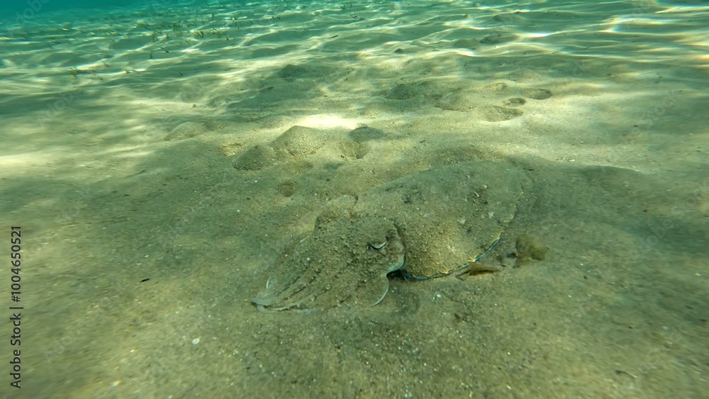 Fototapeta premium Acanthosepion pharaonis floating on the coast of the Red Sea in the Hurghada area. Resting during the day for today the sea.