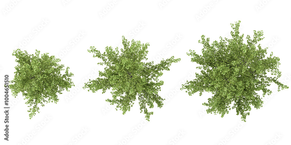 Collection of walnut tree with transparent background from the top view Collection of walnut tree with transparent background from the top view