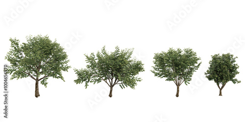 set of Celtis Australis trees on transparent background