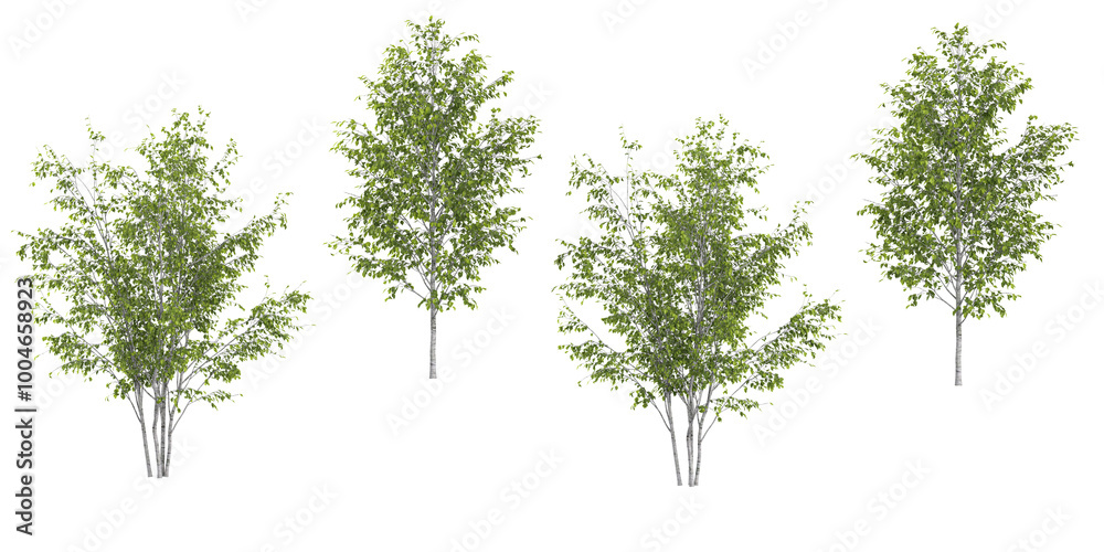 Fototapeta premium Set of Himalayan Birch tree isolated on transparent background