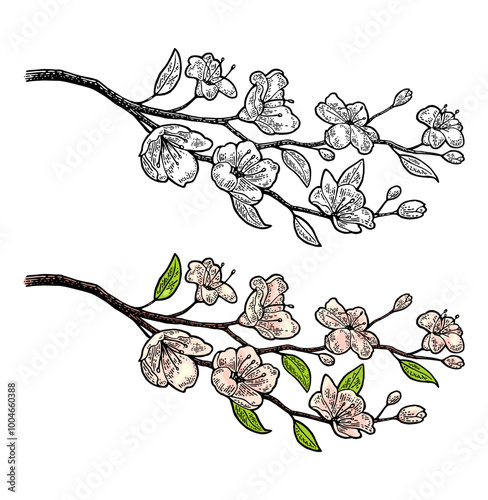 Sakura blossom. Cherry branch with flowers and bud. Vector color vintage engraving illustration. Isolated on white background.
