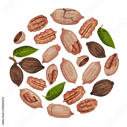 Pecan Nut Round Composition with Kernel and Shell Vector Template