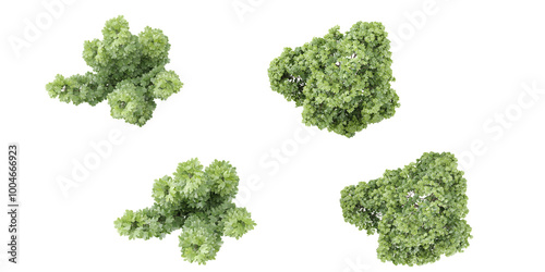 Top view of Green tree on white background