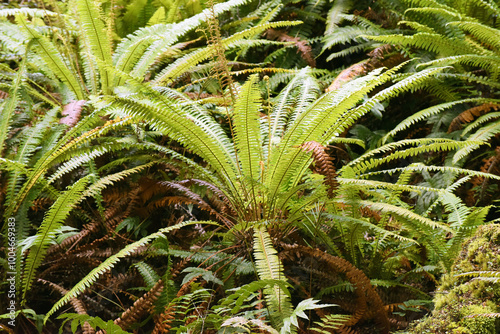 lush natural rain forest along with fern and moss the Kepler Track in Te Anau, South Island, New Zealand photo