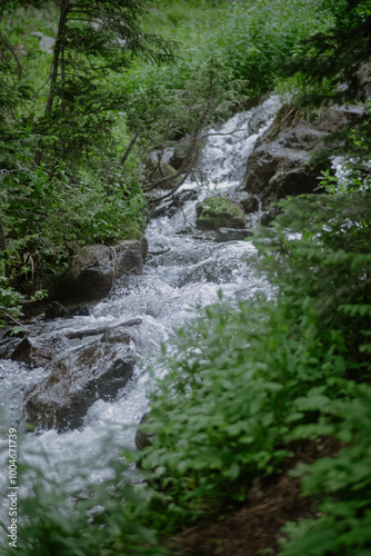 Mountain stream in a lush green forest