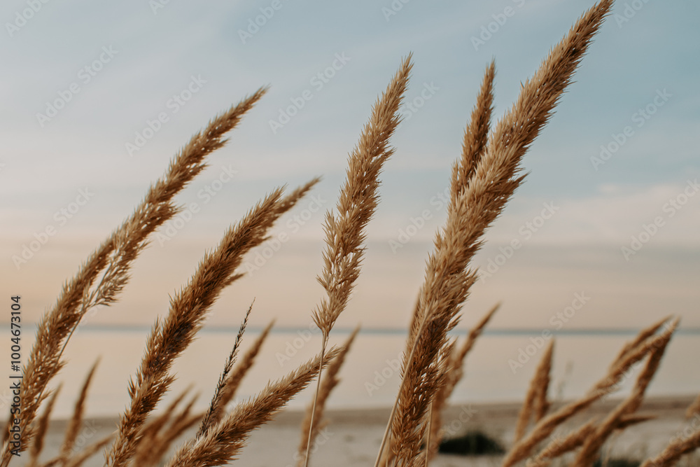 Leymus arenarius commonly known as sand ryegrass, sea lyme grass, or simply lyme grass on Baltic sea beach Leymus arenarius commonly known as sand ryegrass, sea lyme grass, or simply lyme grass on Baltic sea beach