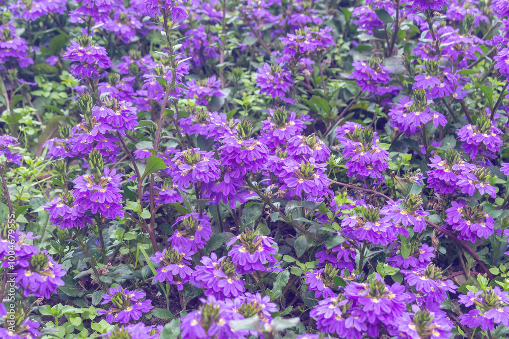 Obraz premium Blue fan flower, Scaevola aemula flowers. Gudenium annual plants.