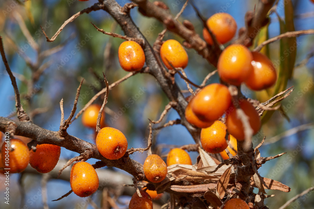 Sea buckthorn ripened on the garden plot. Sea buckthorn berries on a background of blue sky and green leaves. Sea buckthorn ripened on the garden plot. Sea buckthorn berries on a background of blue sky and green leaves.
