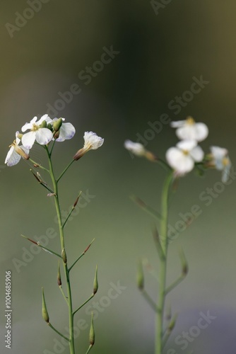 Raphanus raphanistrum, also known as wild radish, white charlock or jointed charlock photo