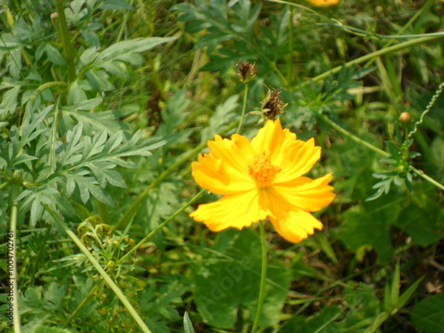 yellow flower on grass