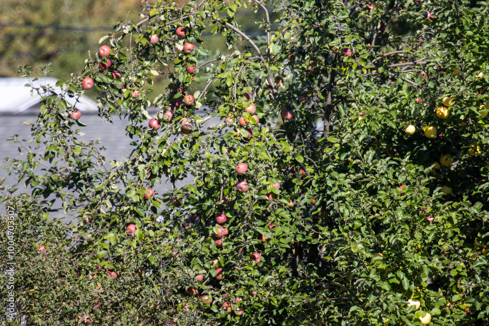 Apple trees in fall. Apple trees in fall.