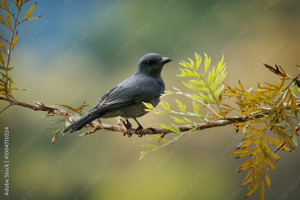 Sunda cuckooshrike - Coracina larvata is black bird in Campephagidae, found in Indonesia and Malaysia, Borneo, Sumatra and Java, natural habitat is subtropical or tropical moist montane forest. Sunda cuckooshrike - Coracina larvata is black bird in Campephagidae, found in Indonesia and Malaysia, Borneo, Sumatra and Java, natural habitat is subtropical or tropical moist montane forest.