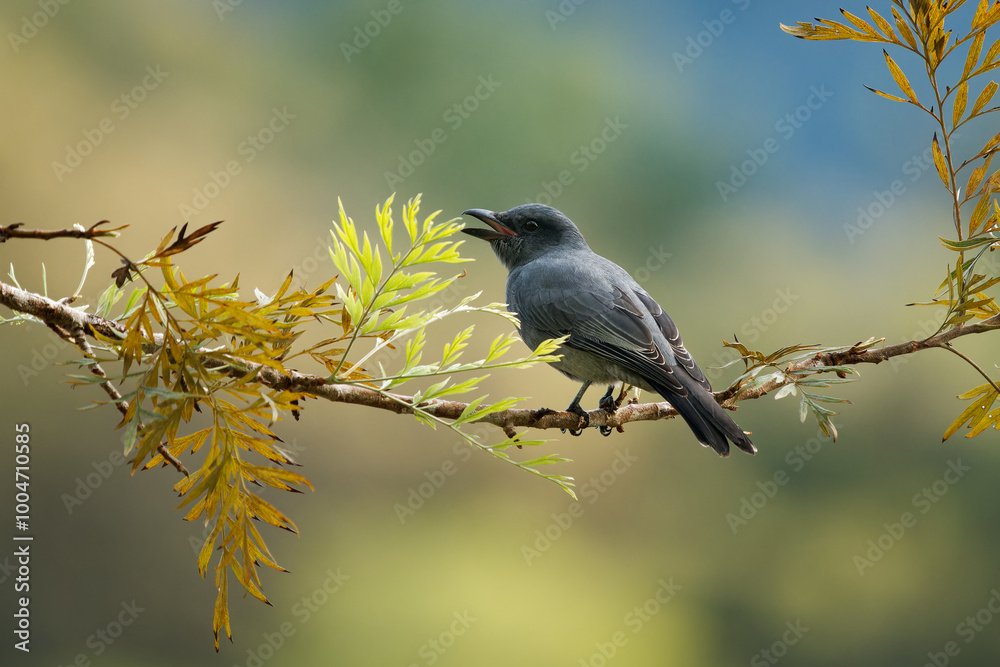 Sunda Insect Sunda cuckooshrike - Coracina larvata is black bird in Campephagidae ...