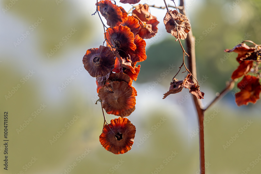 Close-up of leaves and flowers of Paliurus spina-christi, the blackthorn or crown of thorns plant.