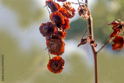 Close-up of leaves and flowers of Paliurus spina-christi, the blackthorn or crown of thorns plant. photo