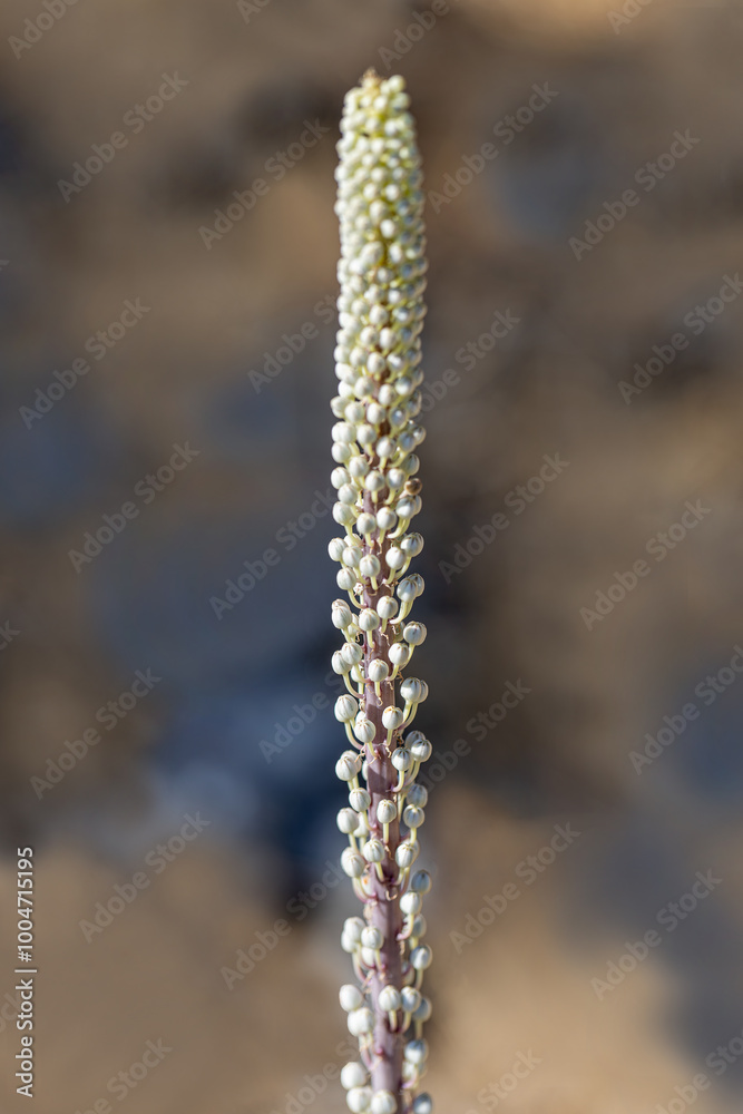 Drimia Maritima, also known as sea onion and island onion (urginea maritima, rimia maritima)