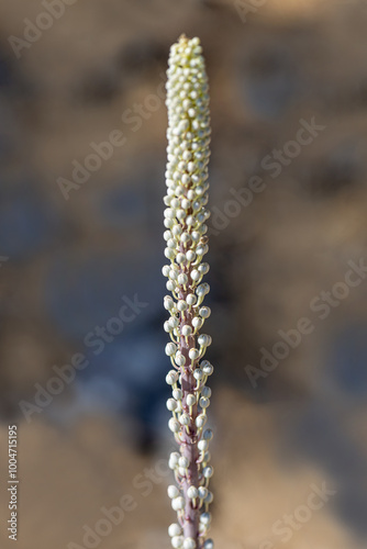 Obraz na płótnie Drimia Maritima, also known as sea onion and island onion (urginea maritima, rimia maritima) w salonie