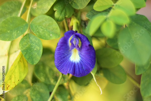 Fototapeta Naklejka Na Ścianę i Meble -  Telang flower or Clitoria Ternatea or commonly referred to as telang flower.
