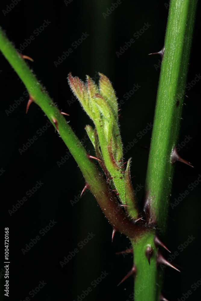 greater quaking grass plant macro photo greater quaking grass plant macro photo