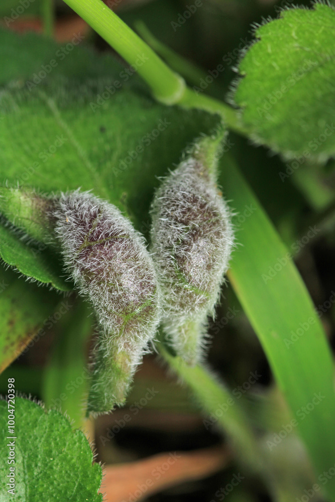greater quaking grass plant macro photo greater quaking grass plant macro photo