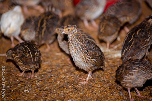 Close-up view of mature quail. Indoor natural living environment at night.